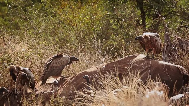 Group of  White backed Vulture scavenging and fighting on old elephant carcass at dawn in Greater Kruger National park, South Africa ; Specie Gyps africanus family of Accipitridae