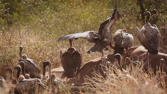 Group of  White backed Vulture scavenging and fighting on old elephant carcass at dawn in Greater Kruger National park, South Africa ; Specie Gyps africanus family of Accipitridae
