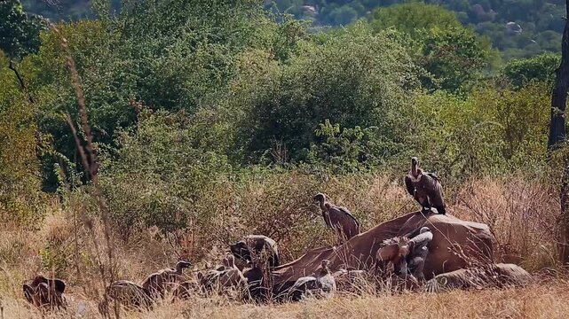 Group of  White backed Vulture scavenging and fighting on old elephant carcass at dawn in Greater Kruger National park, South Africa ; Specie Gyps africanus family of Accipitridae