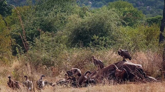 Group of  White backed Vulture scavenging and fighting on old elephant carcass at dawn in Greater Kruger National park, South Africa ; Specie Gyps africanus family of Accipitridae