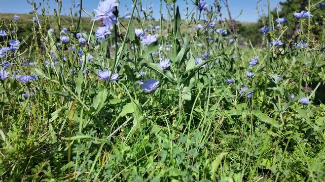Flowers bloom in a field under blue sky during warm afternoon sunlight in a rural area