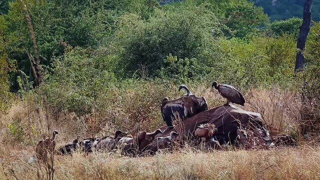 Group of  White backed Vulture scavenging and fighting on old elephant carcass at dawn in Greater Kruger National park, South Africa ; Specie Gyps africanus family of Accipitridae