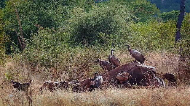 Group of  White backed Vulture scavenging , fighting and flying on old elephant carcass in Greater Kruger National park, South Africa ; Specie Gyps africanus family of Accipitridae