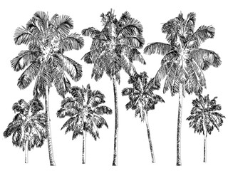 Group of six various tropical palm trees sketched in black ink isolated on a professional transparent background © NT VIDEO