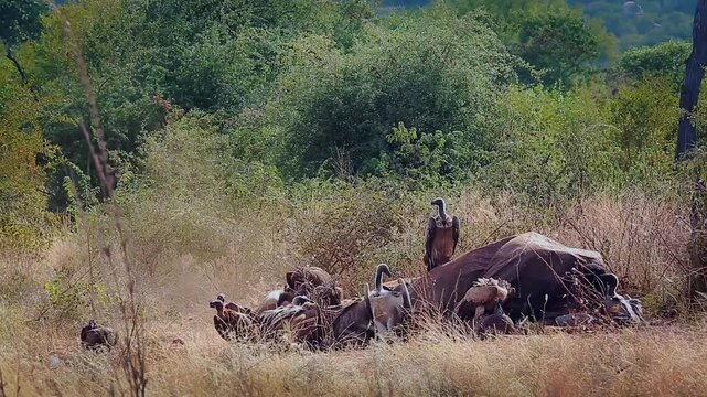Group of  White backed Vulture scavenging , fighting and flying on old elephant carcass in Greater Kruger National park, South Africa ; Specie Gyps africanus family of Accipitridae