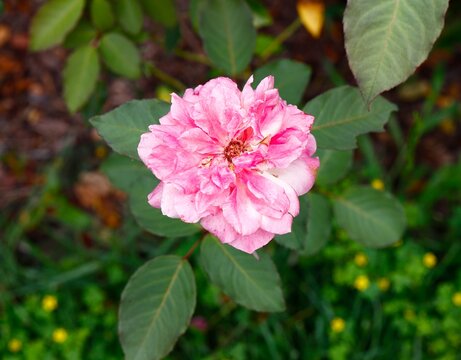 Papery edges of an aging pink rose