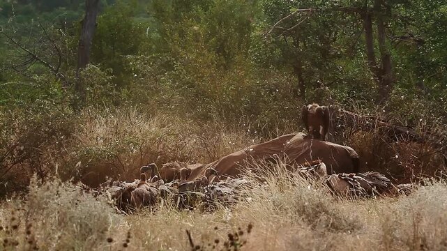 Group of  White backed Vulture scavenging and fighting on old elephant carcass at dawn in Greater Kruger National park, South Africa ; Specie Gyps africanus family of Accipitridae