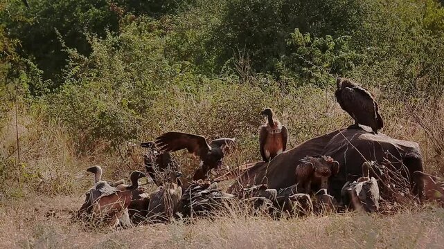 Group of  White backed Vulture scavenging and fighting on old elephant carcass at dawn in Greater Kruger National park, South Africa ; Specie Gyps africanus family of Accipitridae
