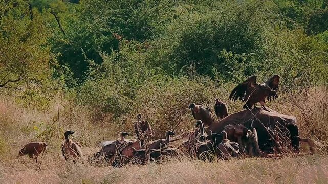 Group of  White backed Vulture scavenging and fighting on old elephant carcass at dawn in Greater Kruger National park, South Africa ; Specie Gyps africanus family of Accipitridae