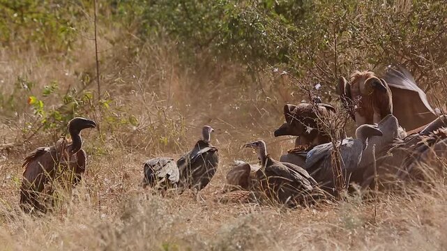 Group of  White backed Vulture scavenging and fighting on old elephant carcass at dawn in Greater Kruger National park, South Africa ; Specie Gyps africanus family of Accipitridae