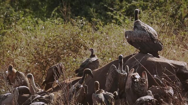 Group of  White backed Vulture scavenging and fighting on old elephant carcass at dawn in Greater Kruger National park, South Africa ; Specie Gyps africanus family of Accipitridae