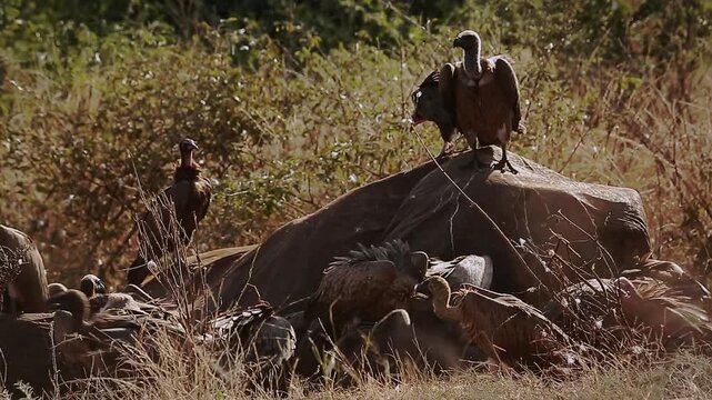 Group of  White backed Vulture scavenging and fighting on old elephant carcass at dawn in Greater Kruger National park, South Africa ; Specie Gyps africanus family of Accipitridae