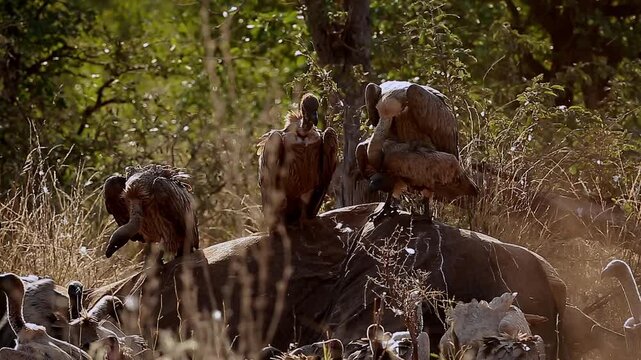 Group of  White backed Vulture scavenging on old elephant carcass with couple mating in Greater Kruger National park, South Africa ; Specie Gyps africanus family of Accipitridae