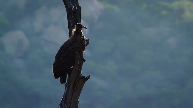 Hooded vulture standing on dead trunk and grooming backlit at dawn in Greater Kruger National park, South Africa ; Specie family Necrosyrtes monachus of Accipitridae