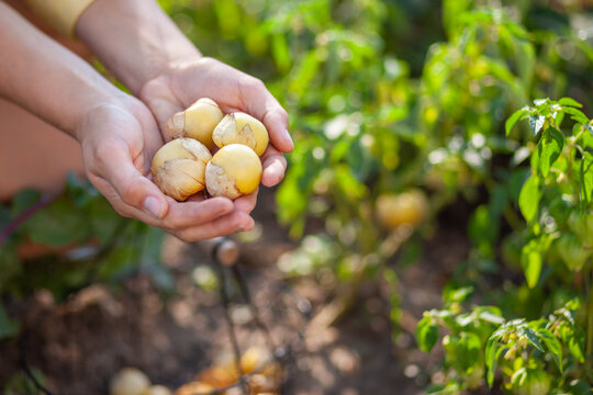 Close up of handful of physalis harvest in summer garden. Woman farmer picking ground cherry fruit in paper husk. Goldenberry