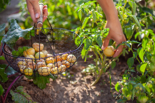 Harvesting physalis in summer garden. Woman farmer picking ground cherry putting fruit in basket. Gardener growing cape gooseberry