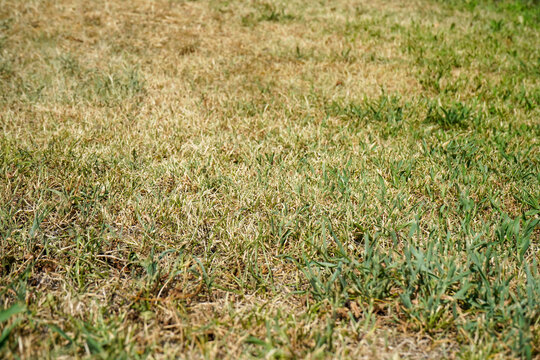 Texture of Dry Yellow Grass Suffering from Summer Drought and Extreme Heatwave