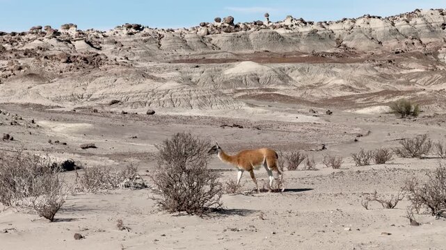 Guanaco crosses eroded sedimentary terrain of Ischigualasto Provincial Park in Valle Fertil, San Juan Province, Argentina, with Triassic formations in the background, slow tracking slide.