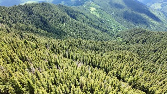 Dense coniferous forest Rarau Mountains massif Bukovina region Eastern Carpathian Mountains Romania