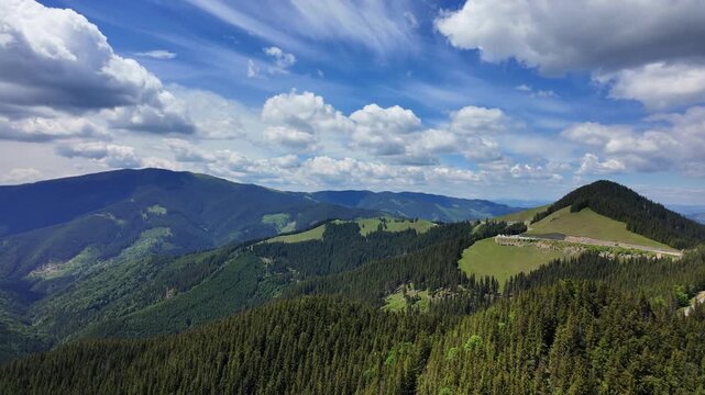 Dense coniferous forest Rarau Mountains massif Bukovina region Eastern Carpathian Mountains Romania
