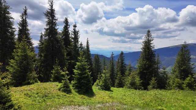 Dense coniferous forest Rarau Mountains massif Bukovina region Eastern Carpathian Mountains Romania