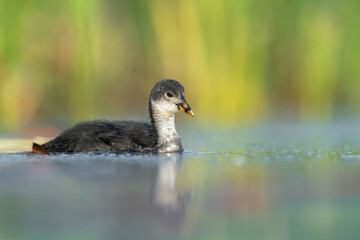 Fototapeta premium Juvenile Eurasian Coot Swimming on Calm Water