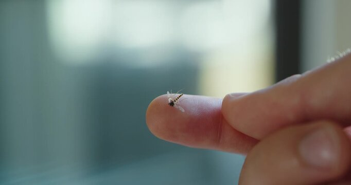 Close-up of a tiny mosquito sitting on a fingertip. Ideal for insects, mosquito bites, pest control and summer concepts.