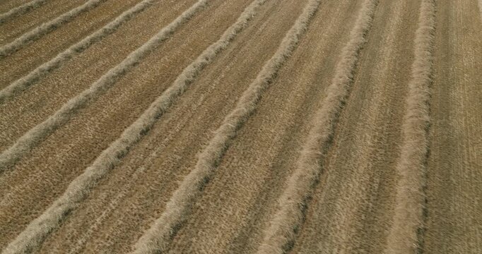 Low aerial drone close-up of harvested wheat windrows with a tractor driving alongside, preparing for straw collection under a clear blue summer sky in the Dutch countryside.