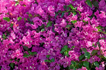 Fototapeta premium Bougainvillea