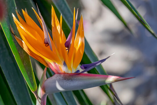 Paradiesvogelblume (Strelitzia reginae)