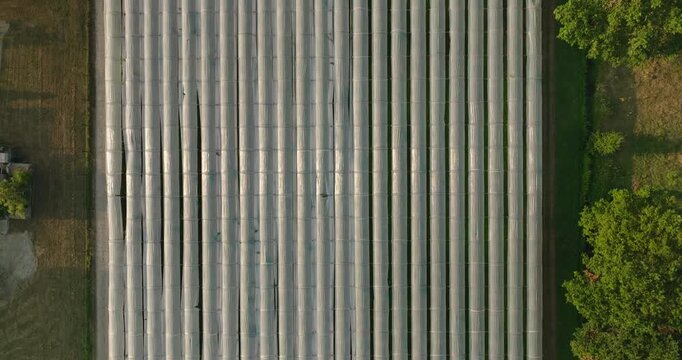 Top-down drone view of rows of white polytunnels protecting strawberry plants on a Dutch farm, creating repetitive geometric patterns and showcasing modern horticulture.