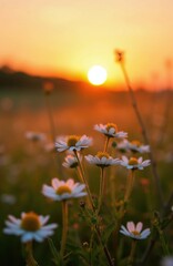 Fototapeta premium Field with white wildflowers and yellow centers. Sun sets behind distant hills casting orange glow. Gentle evening light illuminates delicate daisy blooms.