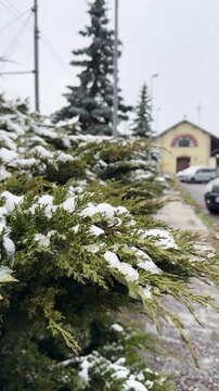 Snowfall covering evergreen hedge branches on cold winter day, Oulx, Italy