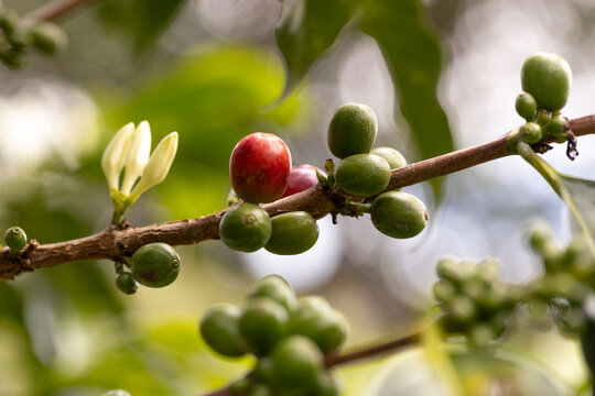 Detailed view of coffee branch with ripe fruit and buds