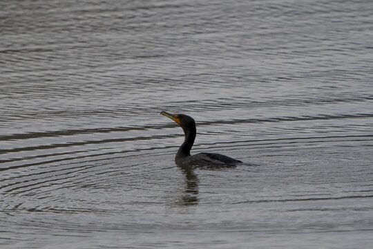 cormorant in rippled lake 