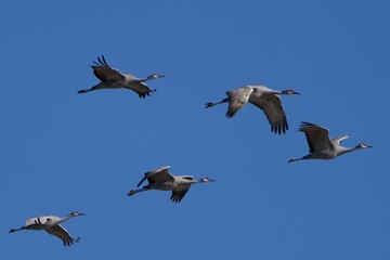 Obraz premium flock of sandhill cranes in flight along blue sky 