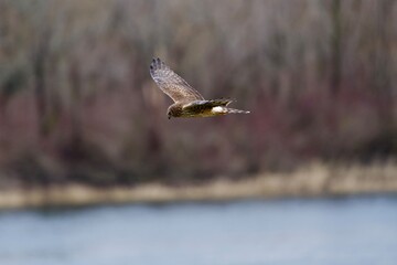 northern harrier in flight along lake  © Michelle