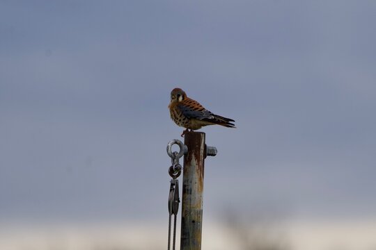 american kestrel bird perched along post 
