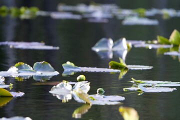 lily pads along lake © Michelle