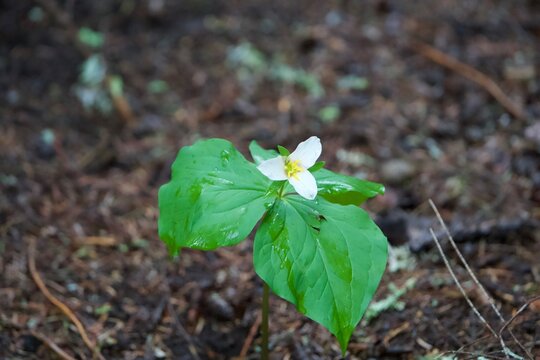 spring trillium flower on moist soil