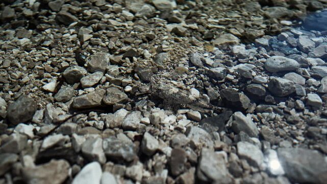 Small gray fish swimming over river pebbles in shallow clear water. Pozze Smeraldine, Meduna, Italy