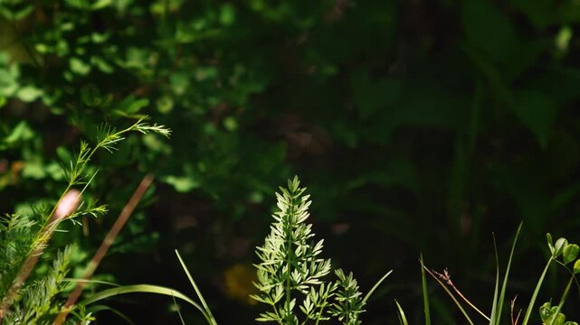 Swallowtail butterfly starting to fly from green plant stem. Dark blurred background, Papilio machaon, Italy