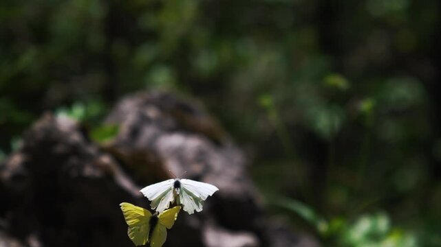 Pair of yellow brimstone butterflies courting dance flight in slow motion. Dark blurred forest background