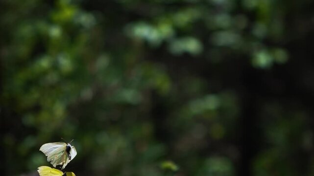 Slow motion shot of two yellow brimstone butterflies dancing in flight. Blurred green background bokeh