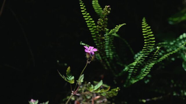 Small purple flower close-up and green ferns on dark forest background blur. Pozze Smeraldine, Italy