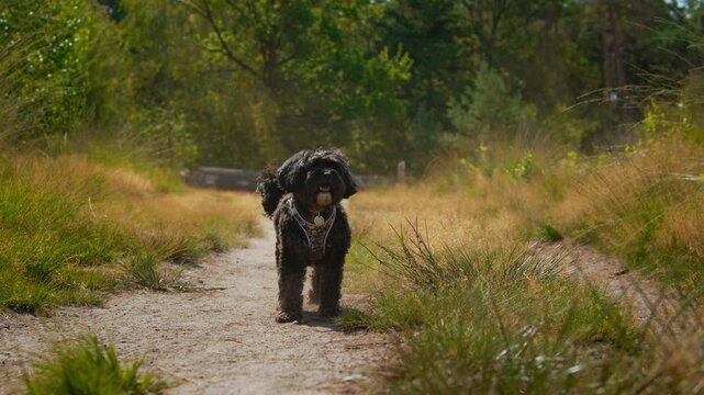 Small black fluffy dog puppy trotting happily along dirt trail in countryside. Low angle slow motion