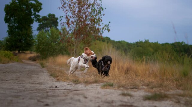 Two playful small dogs puppies running side by side in summer nature slow motion. Cavapoo and Spaniel