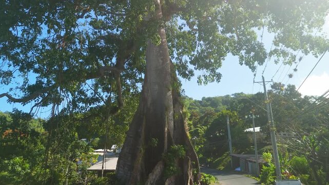 Slowly approach then tilt up towering trunk and canopy of giant silk cotton tree beside quiet village road Tobago