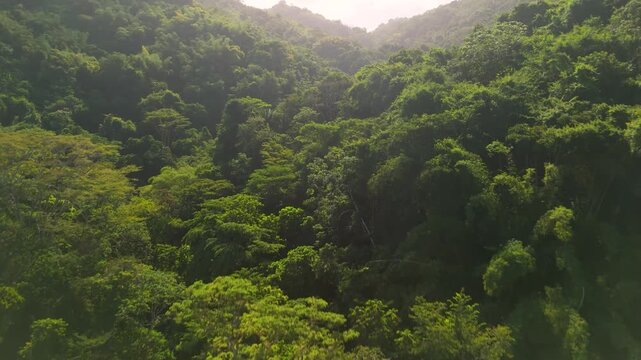 Aerial rise over dense green jungle canopy in Castara Bay Tobago revealing sunlit rainforest valley and hills
