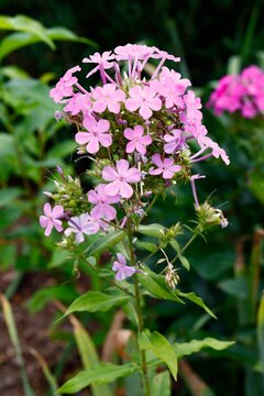 Soft pink tall phlox